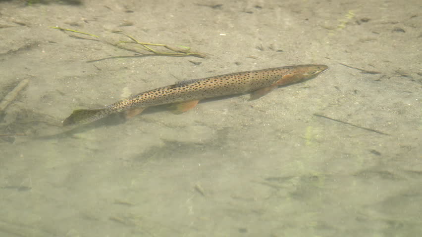 Cutthroat trout swimming in shallow water during spawning season in Utah.
