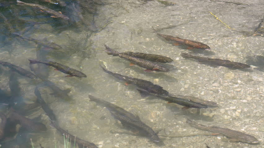 Cutthroat trout spawning upstream in Utah swimming in slow motion.