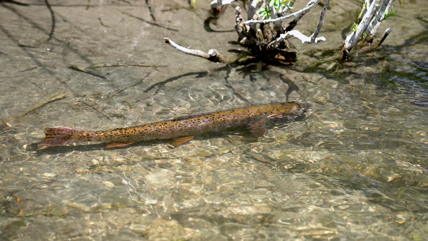 Close-up view of a cutthroat trout during spawning season as it swims and slow motion in the shallows.