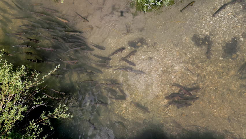 Trout swimming in a school during spanning season as they swim in slow motion.