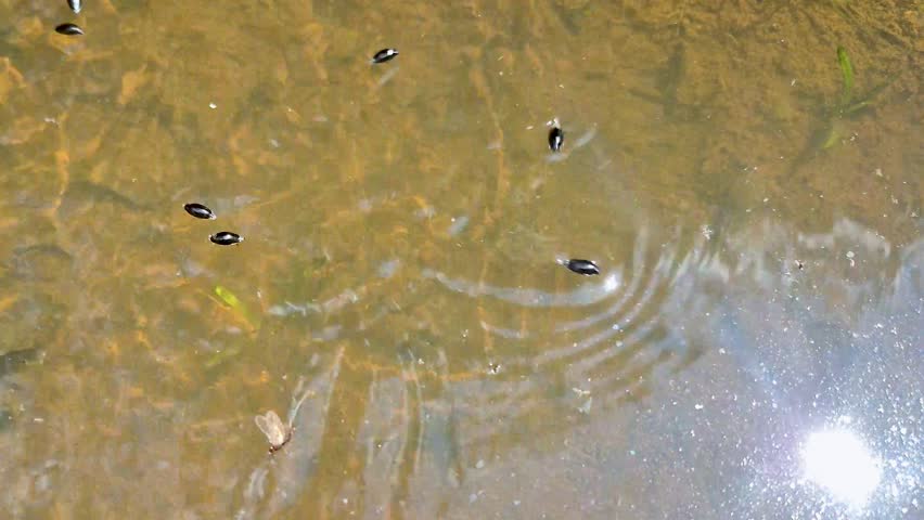 Gyrinus substriatu beetles in a puddle in a mountain forest