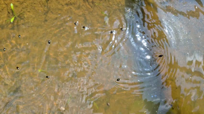 Gyrinus substriatu beetles in a puddle in a mountain forest
