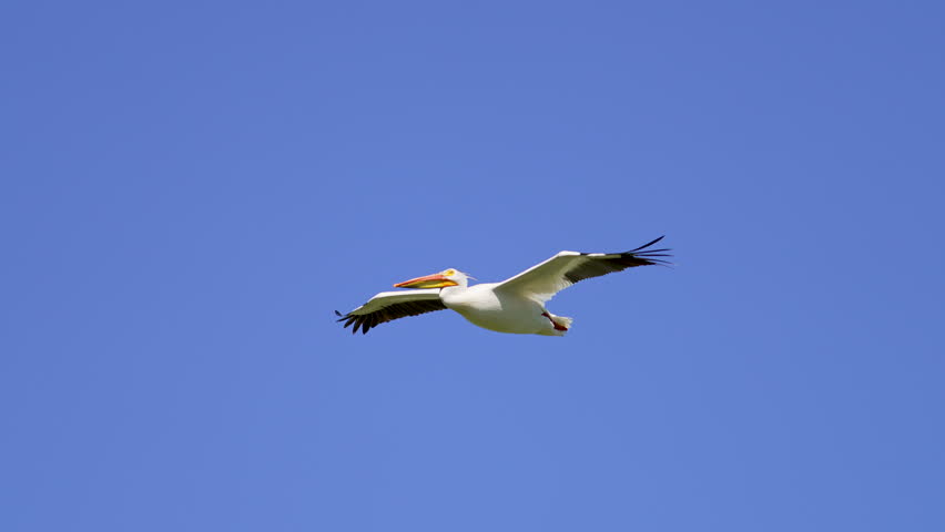 Pelican flying through the sky in slow motion as it catches up to others.