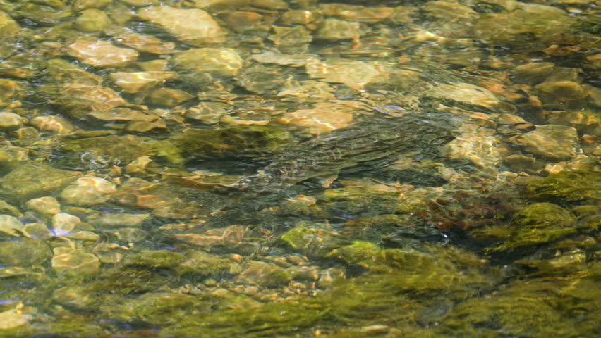 Sucker fish, swimming upstream past a cutthroat trout in the Utah wilderness.