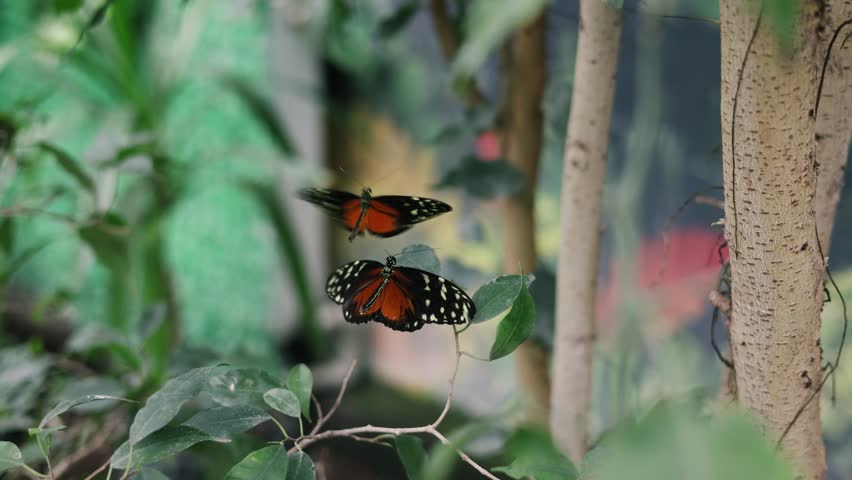 beautiful colorful bright multicolored tropical butterflies with wings spread. Two monarch butterflies sit on leaves.