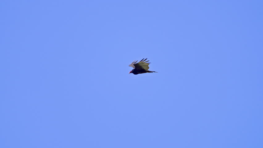 Vulture gliding against the blue sky over Utah.