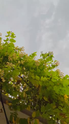 A vibrant green tree with small yellow flowers reaching up toward a lightly clouded sky. The image shows a view of a tree with green leaves and yellowish flowers, likely a golden rain tree. 