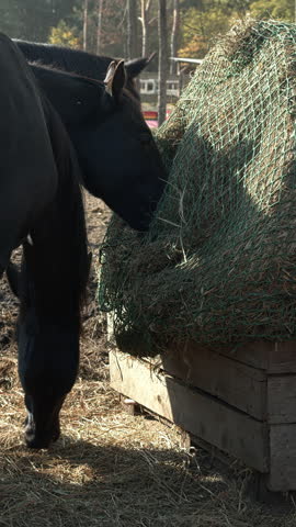 Close up view of three black horses eating hay from a slow feeder net. Vertical video.