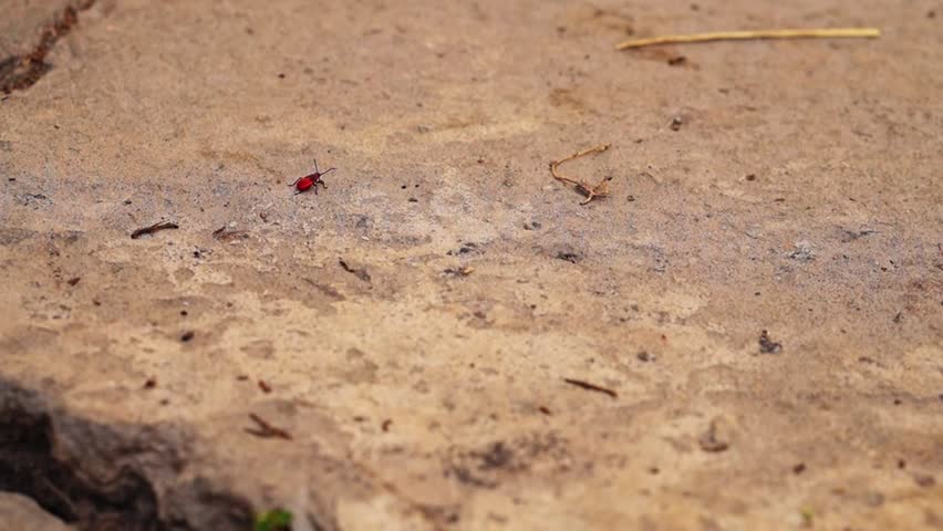 Young red firefighter bug saw that adult relative was coming towards him from afar. He froze and waited for to approach him. Looks like meme in which child is waiting his parents with gift from store