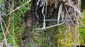 Slow-motion video of clean, transparent droplets of water falling from cliff wall overgrown with moss, lichen, and tree and shrub roots. Spring melting of mountain snowy peaks, drinking water spring - Powered by Shutterstock - Get 15% off with code: PIKWIZARD15