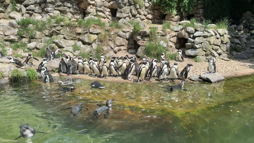 Group of penguins gathered by a rocky shoreline, some swimming in clear water, others standing on the edge under bright sunlight at a zoo habitat.