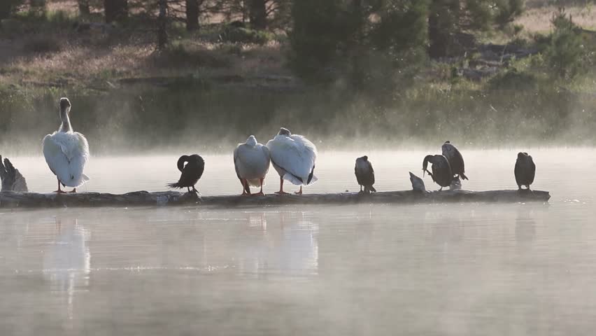 American white pelicans (Pelecanus erythrorhynchos) and double-crested cormorants (Nannopterum auritum) preening on a misty log at sunrise in Antelope Lake, California.