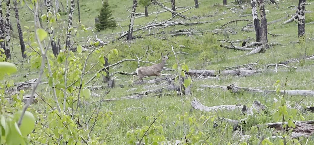 Mule deer making it way through the meadow wth aspen trees and wild flowers in the spring.