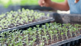 Happy Teenage girl seedling and caring vegetable in organic farm for sustainable living. Young African farmer school student study agriculture subject using growing baby plant in nursery tray. - Powered by Shutterstock - Get 15% off with code: PIKWIZARD15