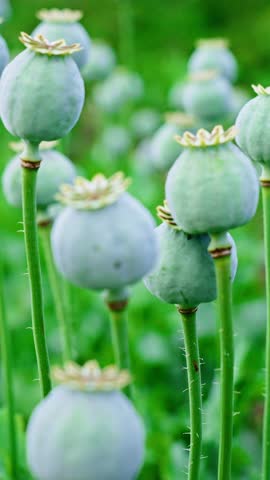 Poppy plants rise gracefully in a lush green field, showcasing their distinctive seed pods. The natural lighting highlights their unique shapes as they sway gently in the breeze.