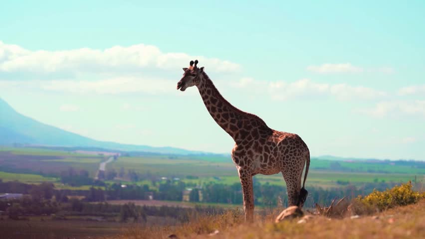 Giraffe in the Wild . Giraffes And Their Environment .
Giraffe walk in wild
