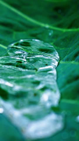 Dew drops rest on the vibrant green leaves, capturing sunlight and creating a sparkling effect. The tranquil garden offers a peaceful atmosphere as nature awakens.
