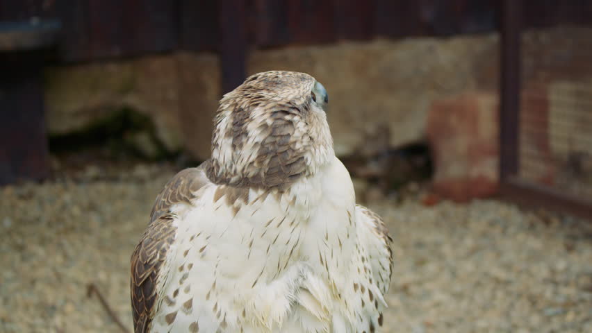 Tilt shot of a Saker falcon with cream and brown speckled feathers that perches on a stone with light pebble visible in the background. Tilt shot of a light-colored falcon sitting on a rock