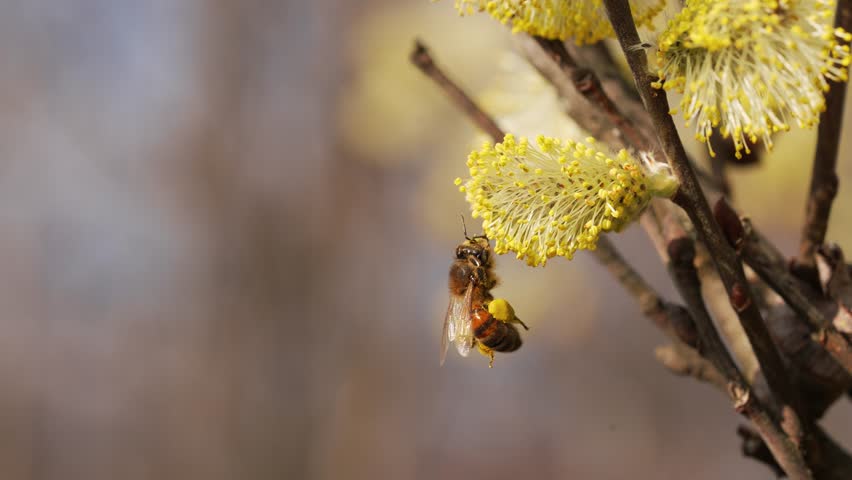 Honey bee gathering golden pollen from delicate willow blossom, highlighting pollinator
