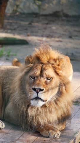 Majestic lion resting peacefully in natural habitat