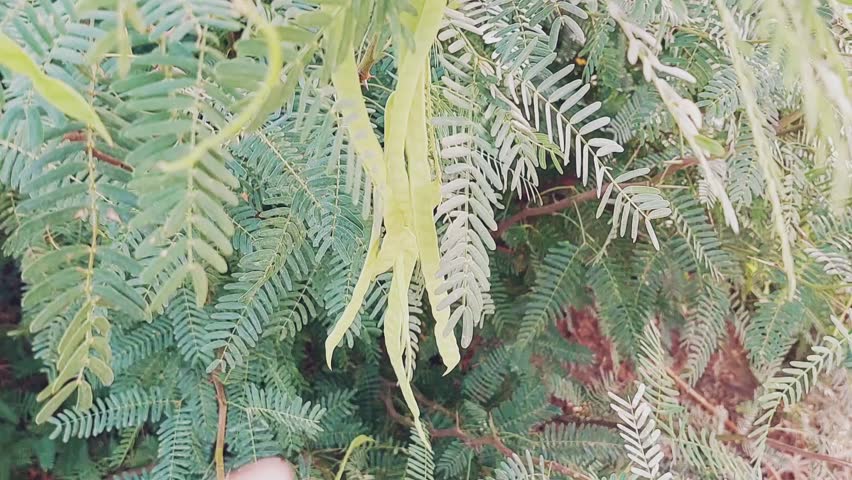 Closeup view of green seed pods on the Neltuma juliflora plant (formerly Prosopis juliflora), a hardy mesquite species from the Fabaceae family known for its resilience in arid climates
