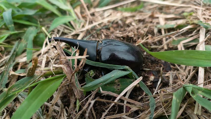 horned beetles digging in the grass