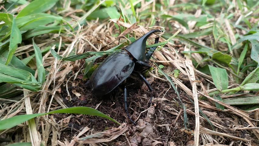 horned beetles digging in the grass