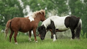 Chestnut and pinto miniature horses nuzzling and interacting affectionately in a vibrant green meadow, showcasing a heartwarming display of equine companionship - Powered by Shutterstock - Get 15% off with code: PIKWIZARD15