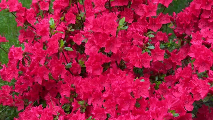 Bright red azalea flowers in full bloom, close-up. High quality 4k footage