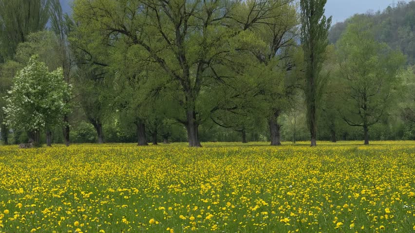 Butterweed wildflowers flower yellow petal field outdoor Switzerland field