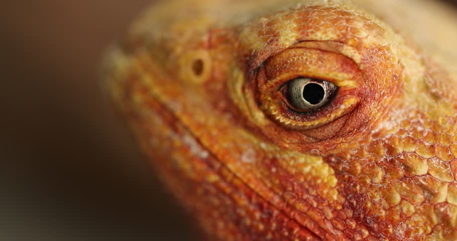 Slow-Motion Close-Up: The Piercing Eyes of an Agama Lizard