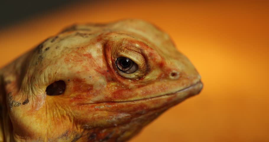 Slow-Motion Close-Up: The Hypnotic Eyes of a Naked Agama Lizard