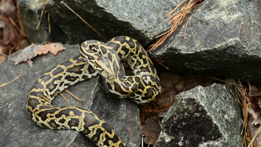 royal python close up with skin texture. snake python on rocks and on ground surface