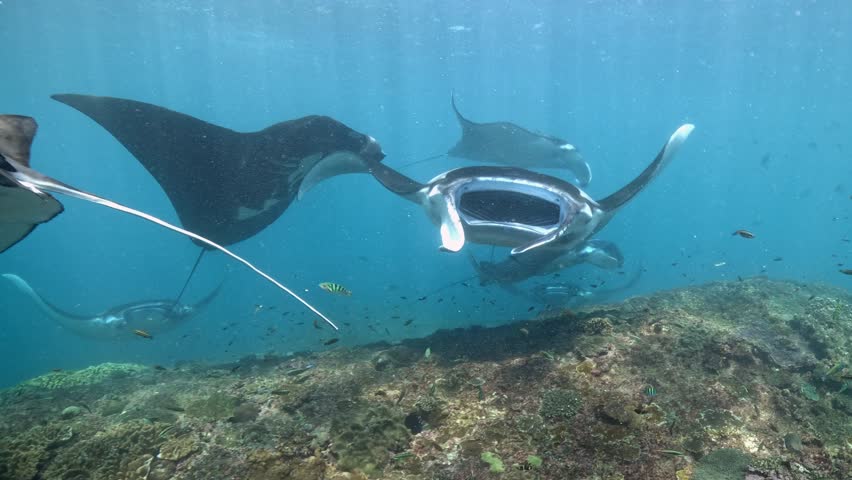 Diving and snorkeling with Manta rays at the cleaning station. Manta Point dive site, Nusa Penida island near Bali, Indonesia. 4k slow motion video