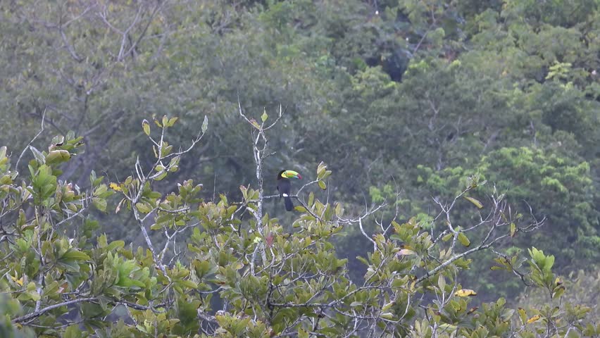 Keel-billed toucan, aka sulfur-breasted toucan, keel toucan, or rainbow-billed toucan, sitting solo on a branch in Columbian forest.