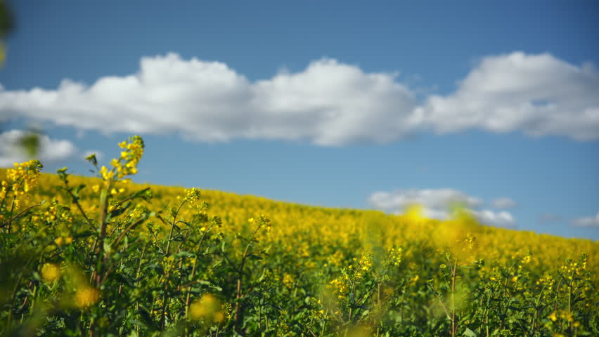 Close-Up of Vibrant Rapeseed Field with Cloudy Sky