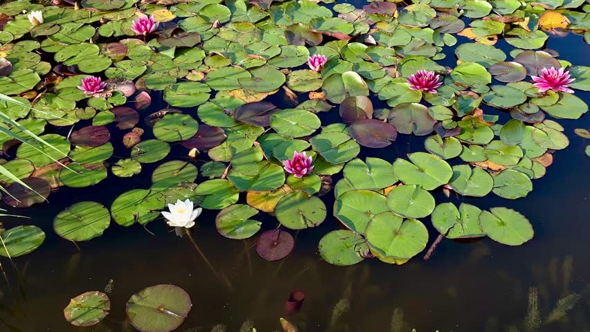 Floating water lilies on a pond gently swaying in the breeze, soft reflections and tranquil summer atmosphere captured in natural light.