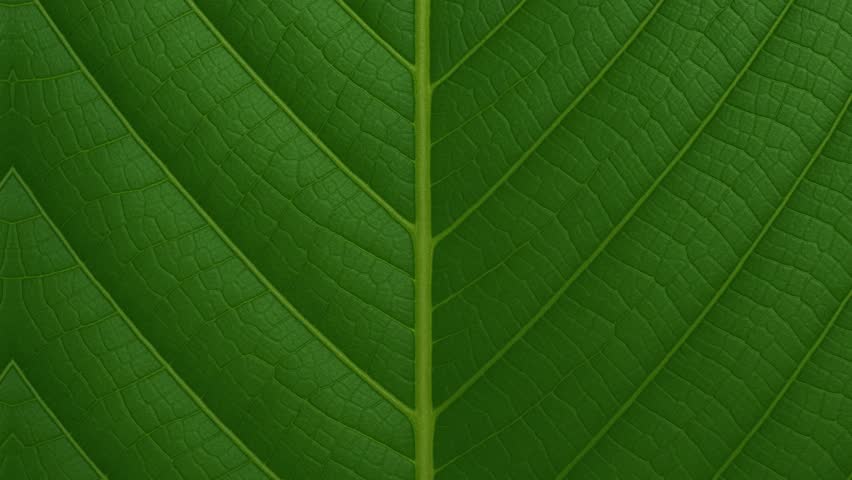 Macro hyperlapse of a leaf showing perfect symmetry and vivid vein structure found in natural foliage patterns.