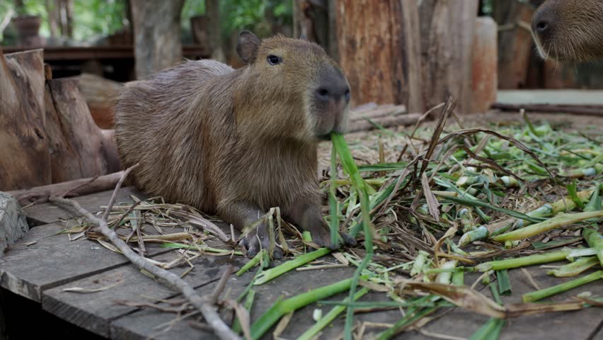 Capybara Eating Green Grass Calmly Outdoors, Relaxed Herbivore Mammal and Rodent Animal in Natural Wildlife Habitat, Peaceful Nature Scene Showcasing Wildlife Behavior