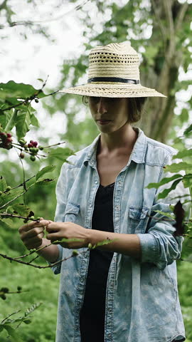 Young woman farmer working harvesting on a ecological coffee plantation in Latin America