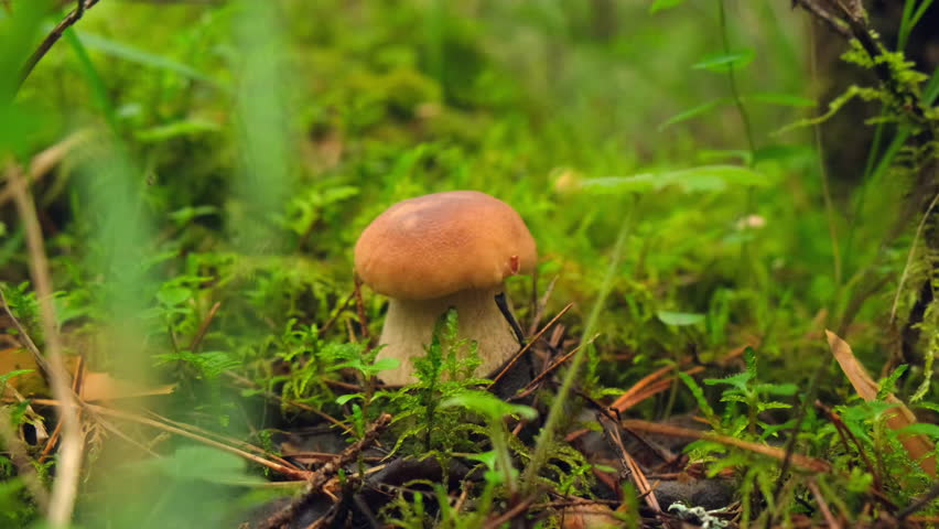 Edible cep boletus mushroom growth in forest environment surrounded green grass. Natural food, beauty and tranquility of woodland. Fresh ingredients for cooking, wild nature products.