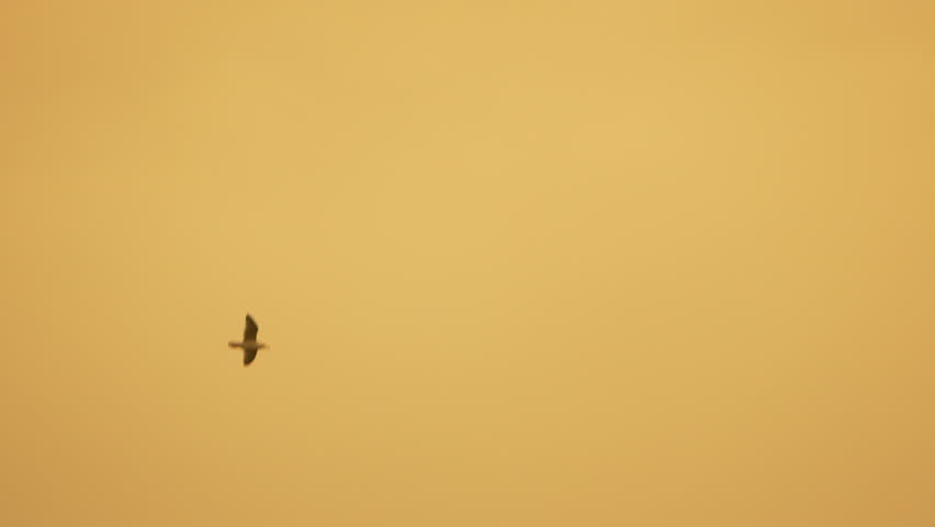 Eagle Soaring Desert Sky: Predatory bird flight during daytime in arid environment.
