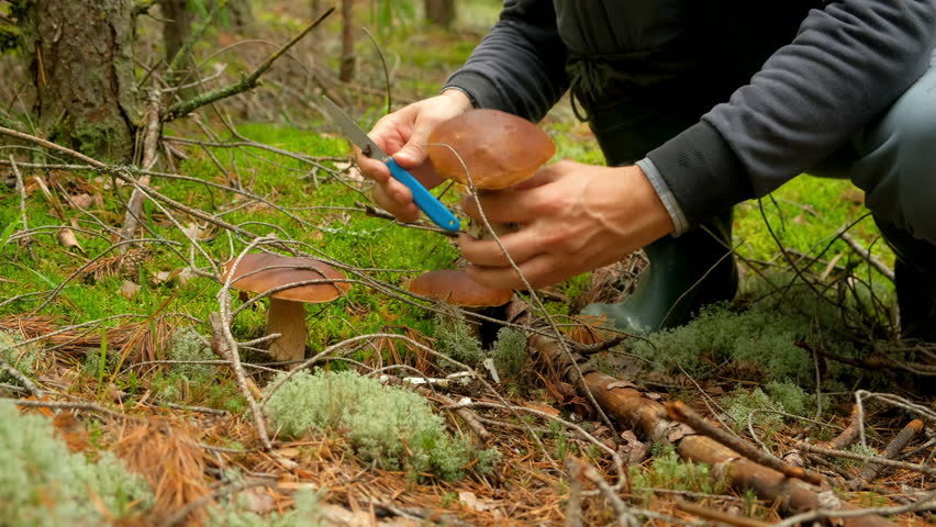 Mushroom hunter cleaning cutting picking growing edible three boletus cep in forest. Natural food product, tranquility romantic of woodland. Fresh ingredients for cooking. Mushroom hunting finding.