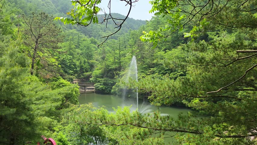 Camera glides out from behind dense pine branches, unveiling a tranquil pond with a tall water fountain nestled among lush green hills at Maninsan Ecological Park
