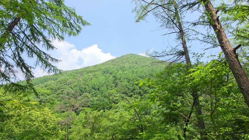 Lush green mountain framed by tall trees and vibrant foliage under a bright blue sky at Maninsan Ecological Park - Camera slowly pans left across mountain forest