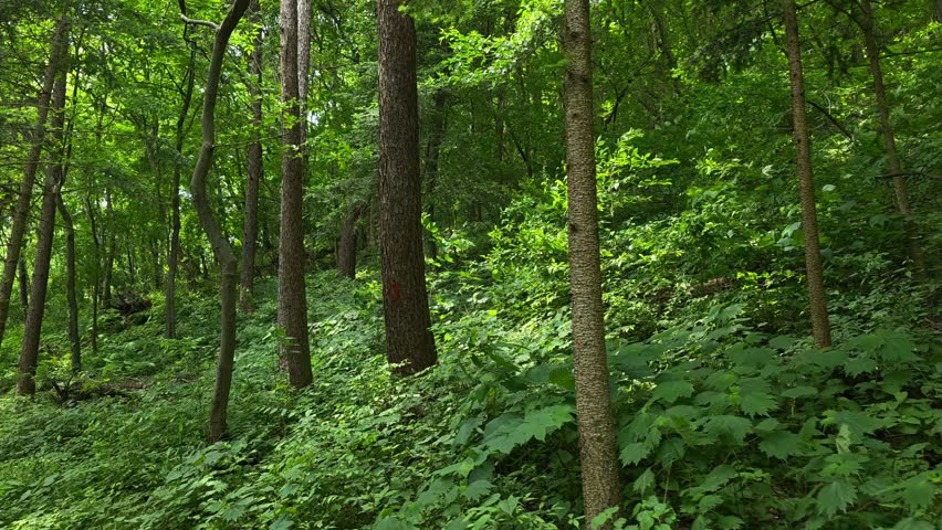 Dense broadleaf forest with tall trees and vibrant green undergrowth at Maninsan Natural Recreation Forest