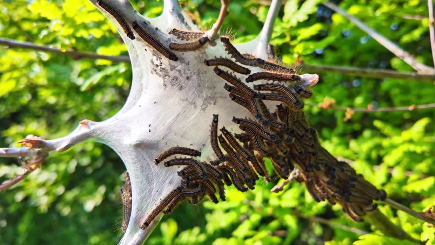 Close-up of oak processionary caterpillars, Thaumetopoea processionea, crawling on their white silk nest in tree, Green leaves in background, Insect behavior. Backward movement
