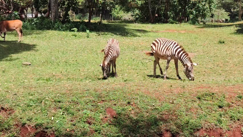 Two zebras and an Eland antelope grazing together in Nairobi National Park savannah grassland. Sight seeing wildlife.