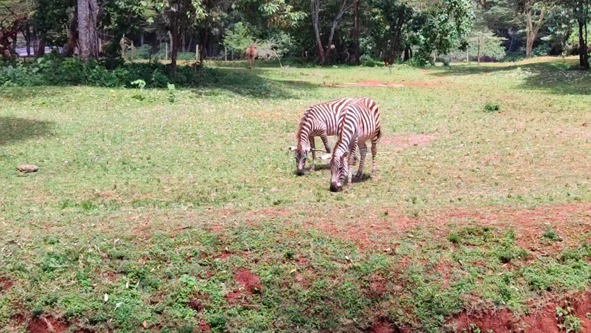 An Eland antelope slowly approaching where zebras are grazing and starts grazing nearby. Savannah grassland. Game dive, sight seeing. Nairobi National Park.