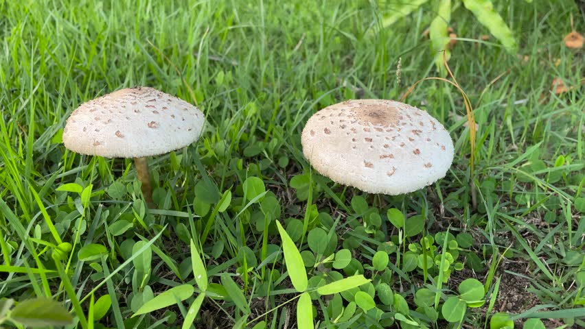 Mushrooms growing in the garden grass
